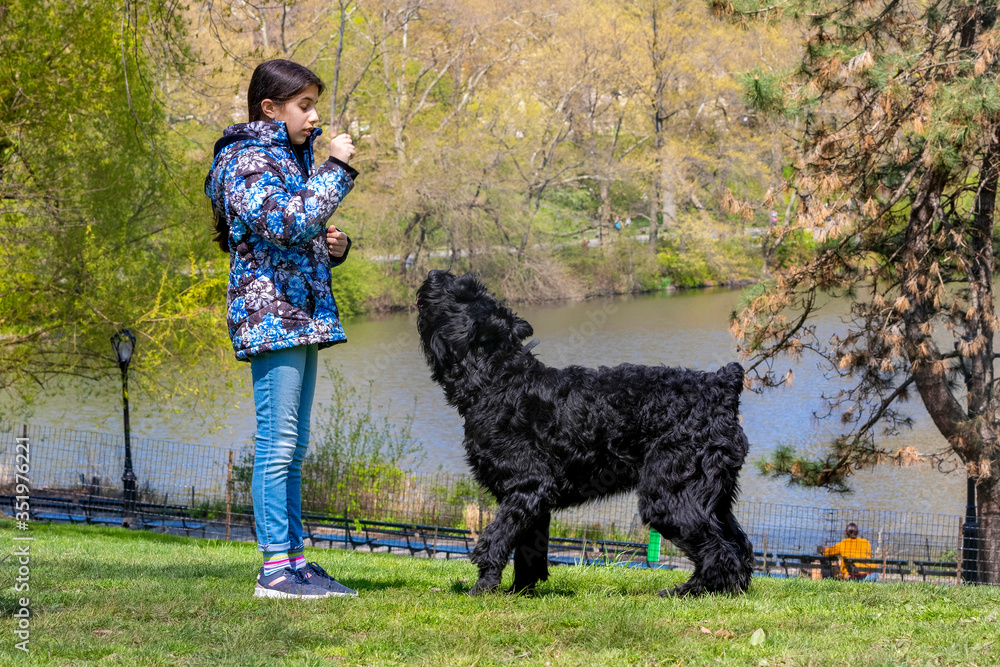 Lovely young girl training a Giant Schnauzer in Central Park