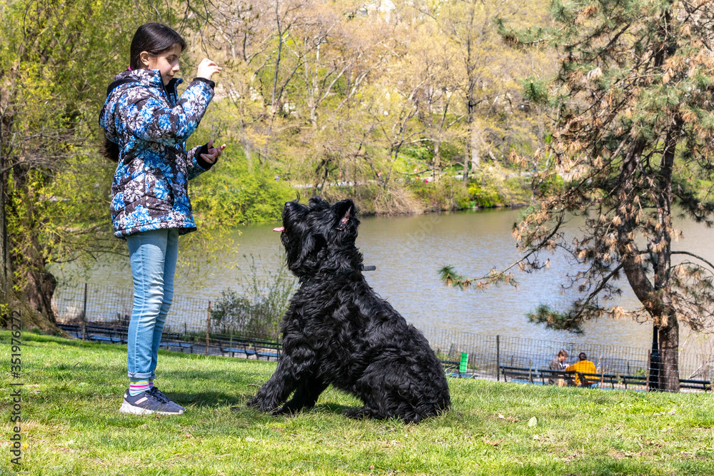 Lovely young girl training a Giant Schnauzer in Central Park