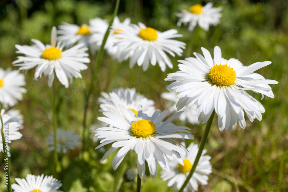 Daisies blooming in the spring in the meadow Daisies blooming in the spring in the meadow