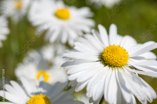 Daisies blooming in the spring in the meadow