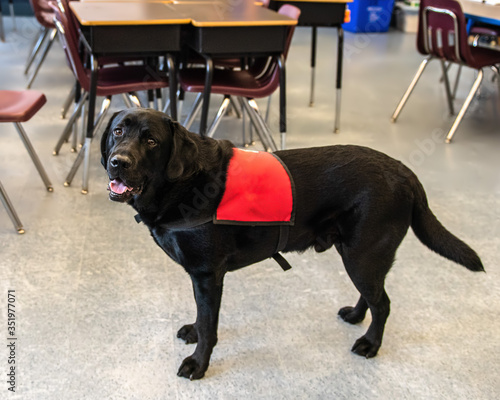 Therapy dog with a red jacket on in a school classroom.