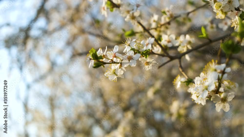 Close up of fresh white blooming flowers on a tree branches in early spring. Close up of fresh white blooming flowers on a tree branches in early spring.
