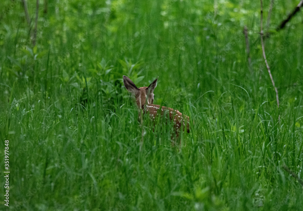 DEER CALF IN THE GRASS CHAGRIN RIVER PARK DEER CALF IN THE GRASS CHAGRIN RIVER PARK