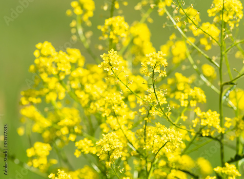 Close-up of canola or rapeseed blossom  Brassica napus 