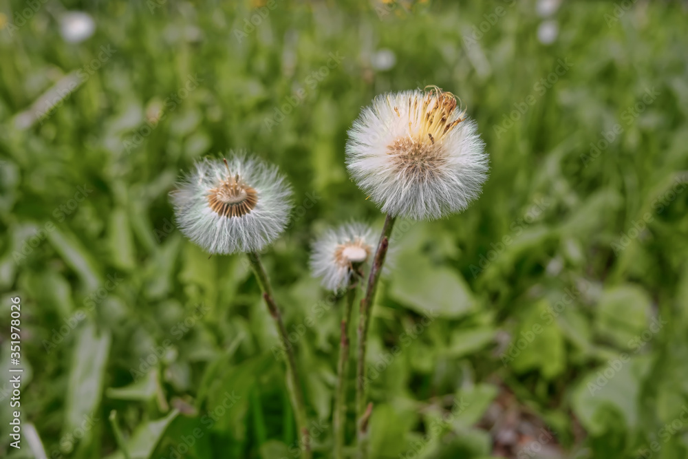 dandelions in the meadow dandelions in the meadow