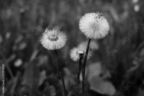 dandelions in the meadow