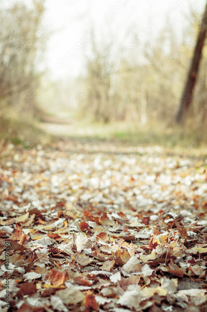 path in fallen leaves. Nature. Warm October, autumn