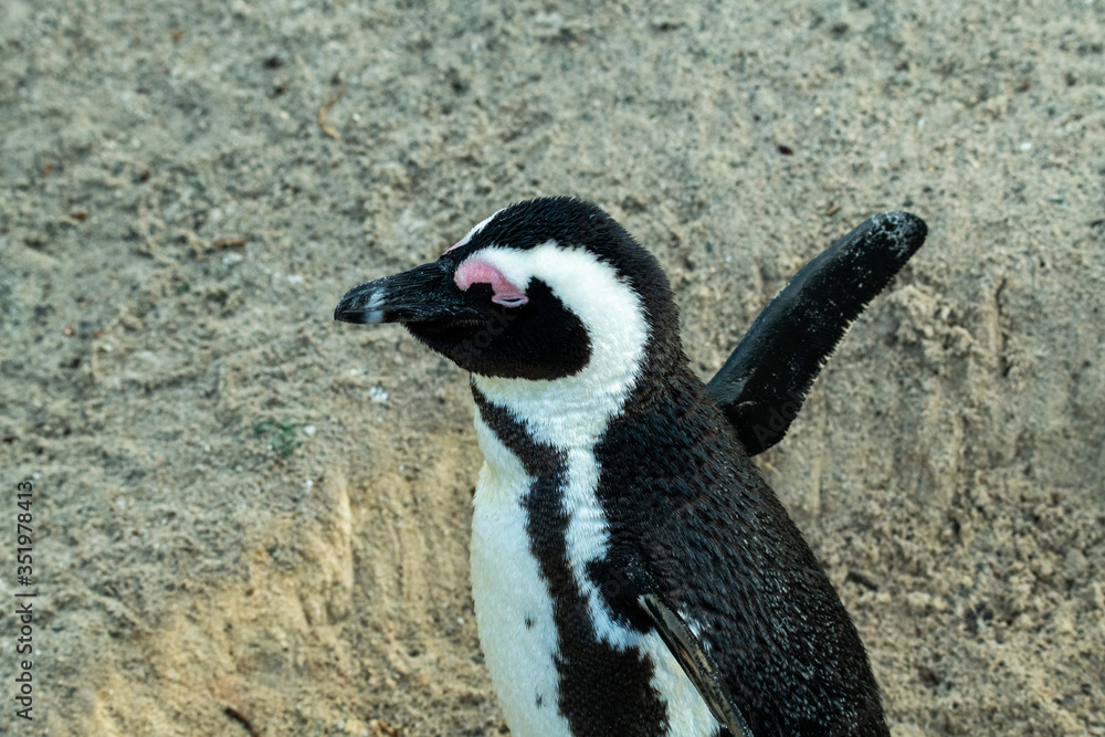 Naklejka premium spectacled penguin walks around and carefully inspects his beach