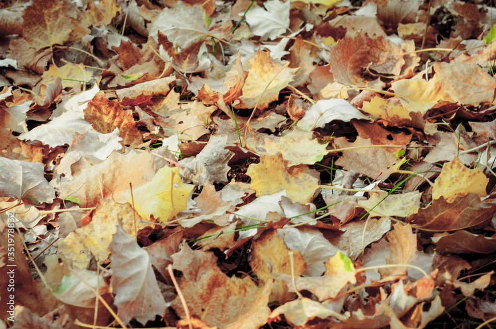 various dry leaves on the ground. Nature, warm October, autumn various dry leaves on the ground. Nature, warm October, autumn