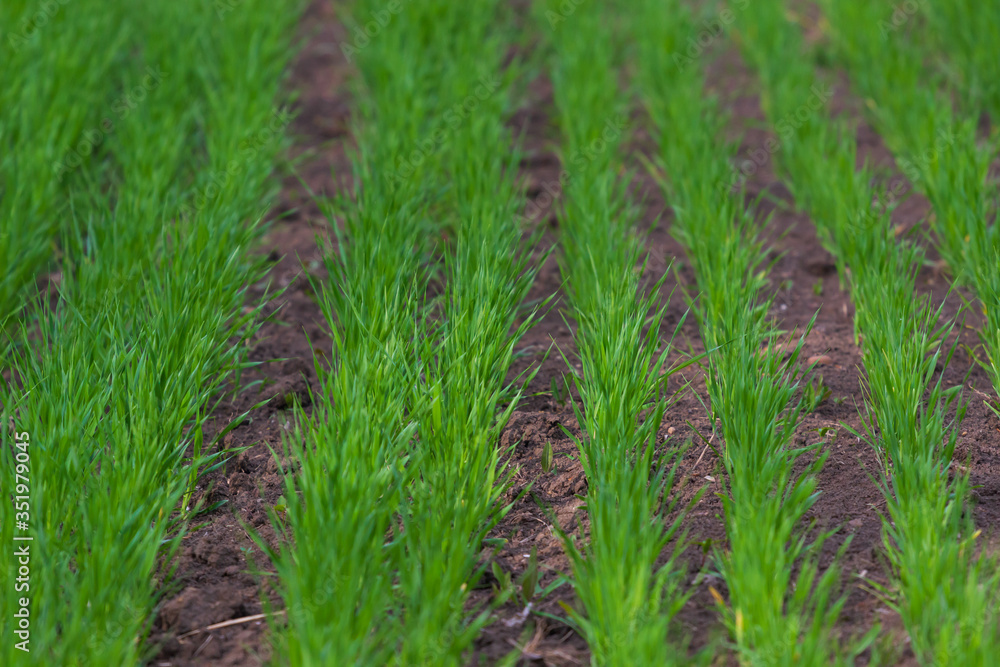 low angle view of fresh row grass low angle view of fresh row grass