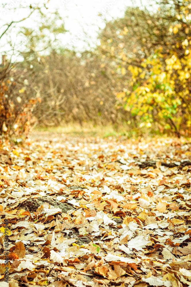 path in fallen leaves. Nature, nobody. Warm October, autumn path in fallen leaves. Nature, nobody. Warm October, autumn