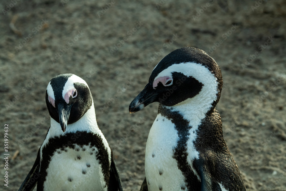 Naklejka premium a pair of penguins and difficult relationships in the family