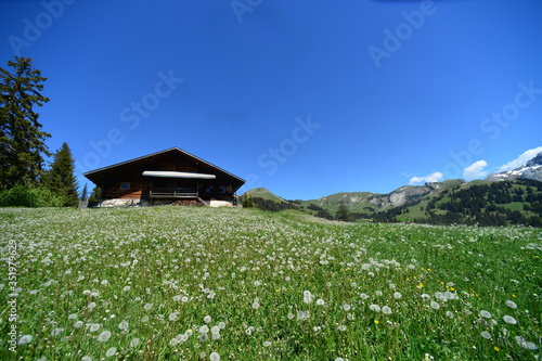 farmhouse in the mountains on a green meadow with dandelions in summer with a blue sky and white clouds