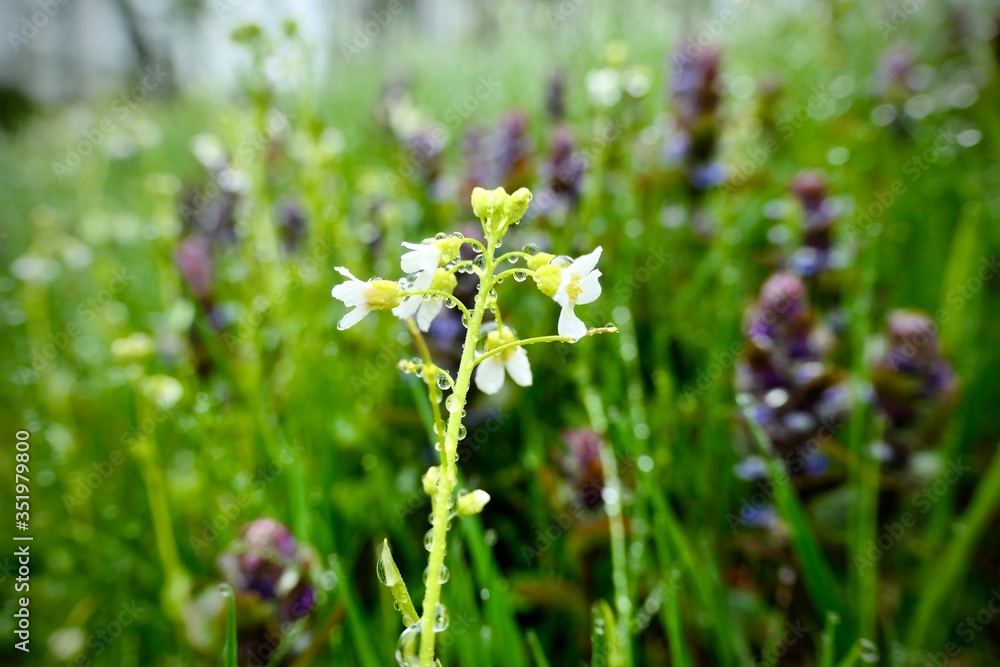 Beautiful white flowers  with rain drops - saxifraga paniculata