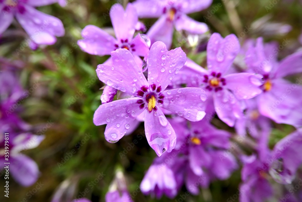 Beautiful pink flowers in the garden - phlox subulata Beautiful pink flowers in the garden - phlox subulata