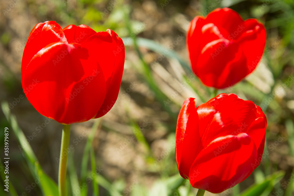 Obraz premium Red tulips in the garden. Flowers in the backlight.