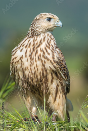 Híbido entre un halcón de Gerifalte (Falco rusticolus) y un halcón de Sacre (Falco cherrug)