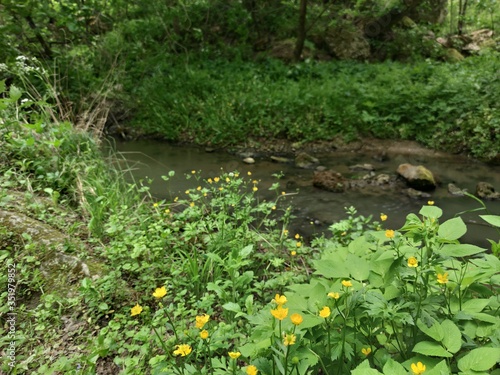 A small stream in a green forest .. Wet stones with green moss. Green plants and trees. Yellow flowers.