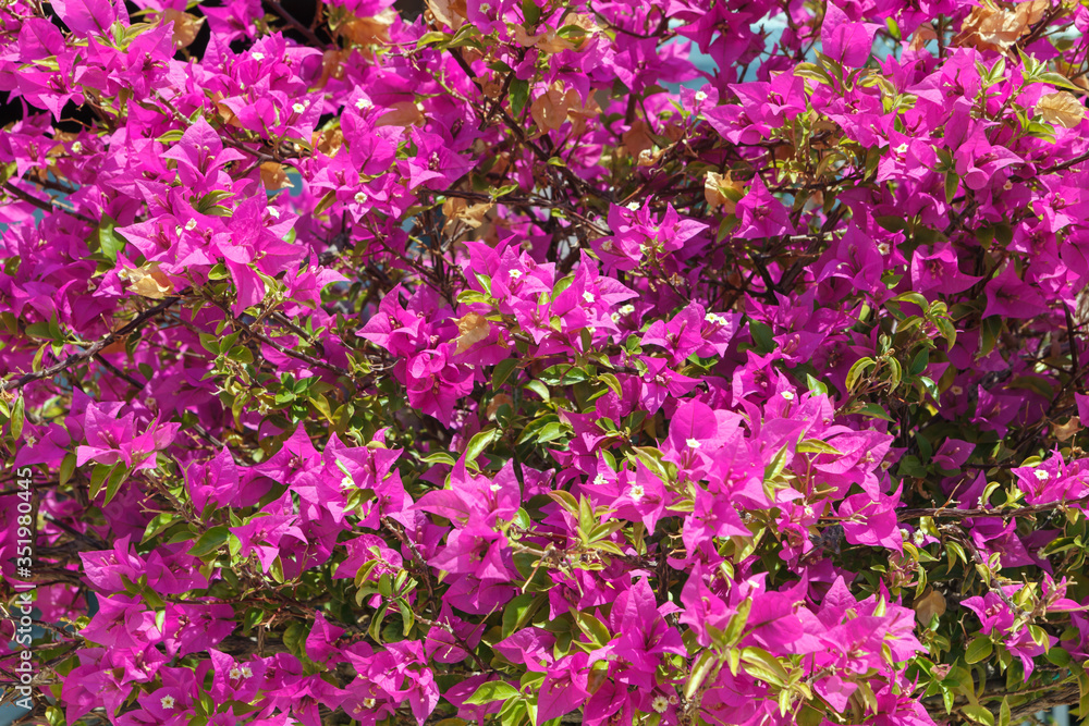 Large Bush with bright pink and red flowers Bougainvillea. Large Bush with bright pink and red flowers Bougainvillea.