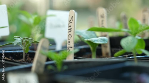 Seedlings growing in a greenhouse. Zinnia and Sungold tomato seedling in pots  photo