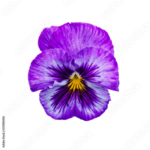 Pansy flower or spring garden viola tricolor isolated on white background. Flower arrangement and floral design © Flower_Garden