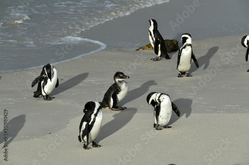 morning group penguin fitness training on their sandy beach