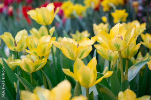 Spring Flowers bunch. Beautiful yellow Tulips with selective focus.