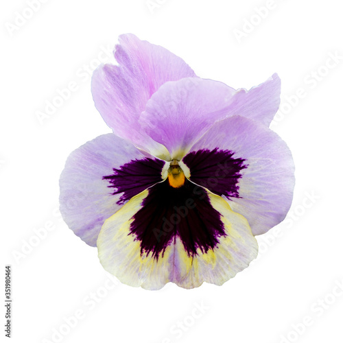 Pansy flower or spring garden viola tricolor isolated on white background. Flower arrangement and floral design