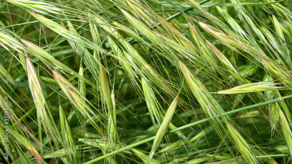 green grass in the wind background or wallpaper green grass in the wind background or wallpaper