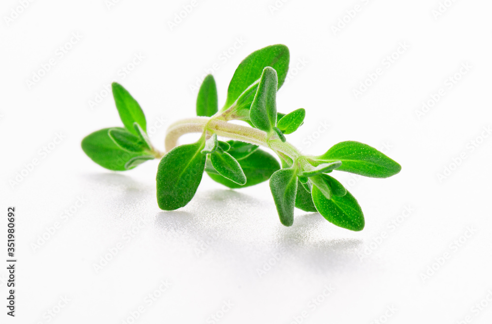 thyme sprig isolated on white background thyme sprig isolated on white background