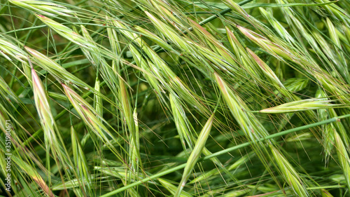 green grass in the wind background or wallpaper