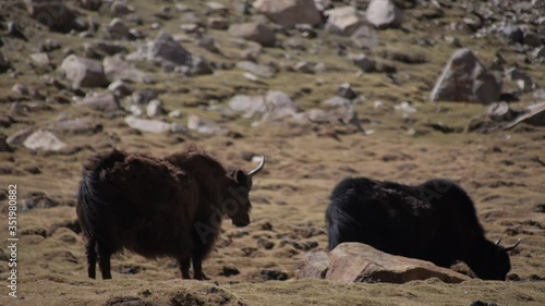 Two yaks graze in the highlands of Tibet