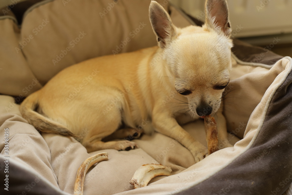 Hungry mini chihuahua dog eating bones Hungry mini chihuahua dog eating bones