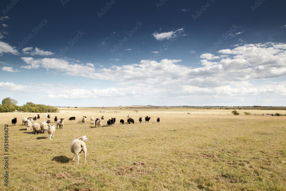 Obraz premium sheep in a field