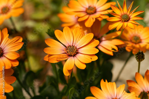 Kapk  rbchen  Osteospermum