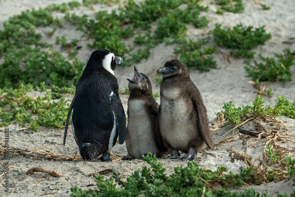 Naklejka premium Penguin Penguin Raises His Screaming Chicks Waiting for Mom to Return