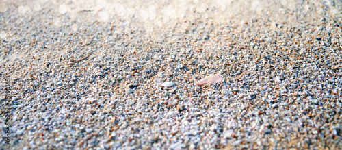 crushed oyster shell, sea shore nature background