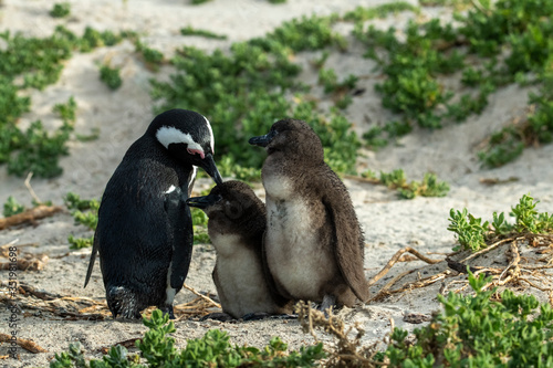 Penguin Penguin Raises His Screaming Chicks Waiting for Mom to Return
