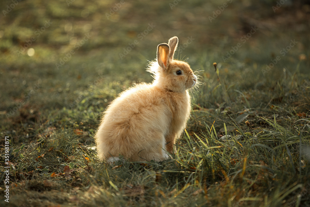 Fototapeta premium Rabbit on the grass in the rays of sunlight. Farm and rabbits. Pets on the lawn. Image with selective focus.