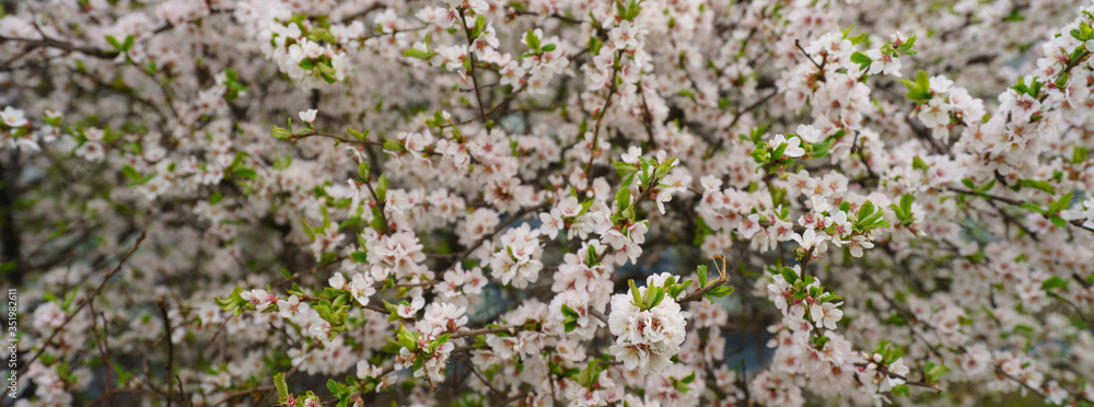 Pear tree in bloom. Spring is coming. Small white and pink flowers covered the tree branches. Nature waking up. The beauty in nature. Pear tree in bloom. Spring is coming. Small white and pink flowers covered the tree branches. Nature waking up. The beauty in nature.