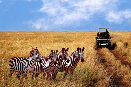 Photography Zebras on the road in Serengeti national park in front of the car with tourists