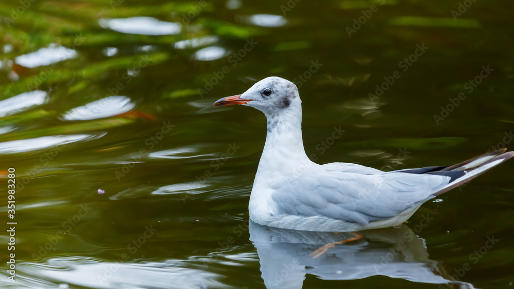 White-grey seagull swims in the green water of a pond.