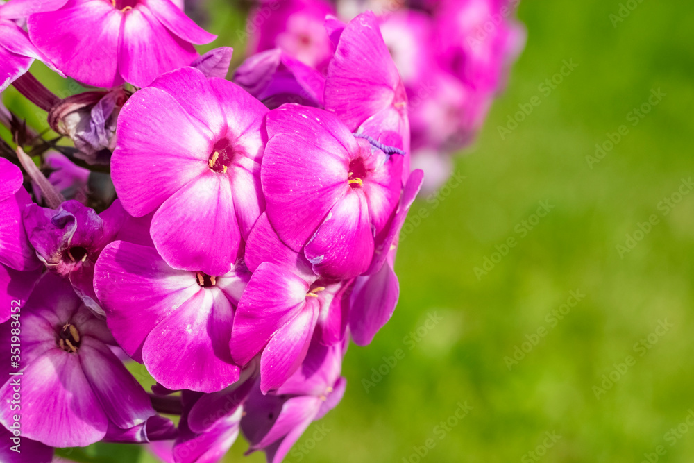 pollen of Phlox paniculata has matured. Purple lilac flowers close-up. Copy space