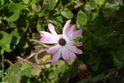 flor morada 