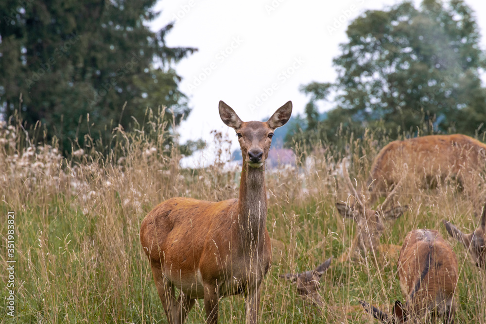 Die Rehe Die Rehe