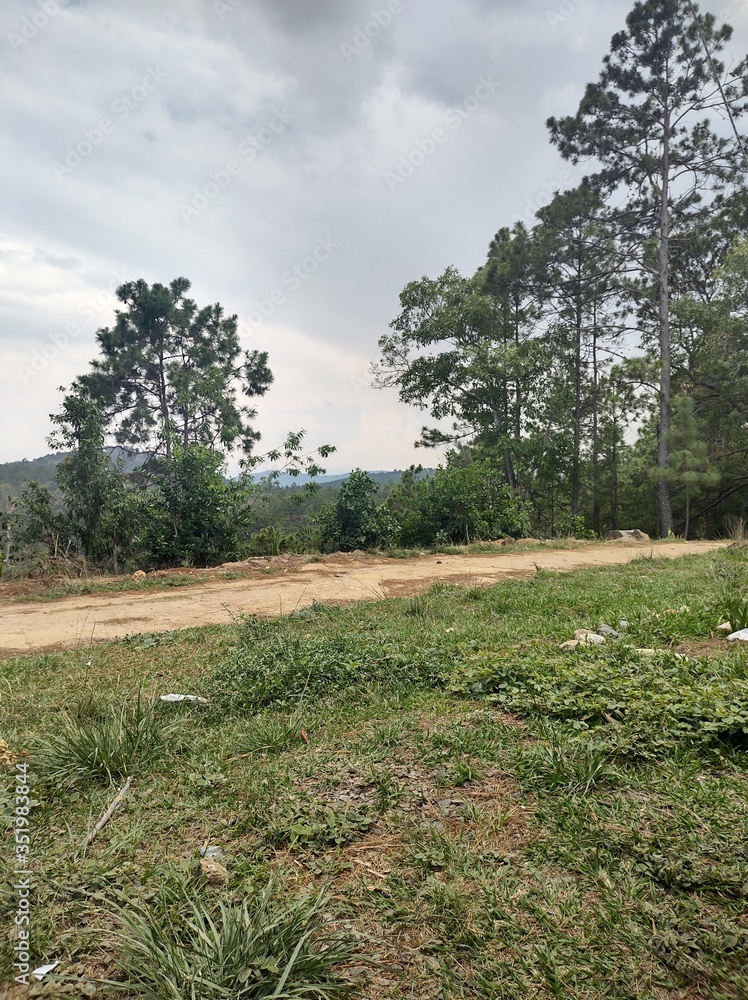 Obraz premium path in the forest