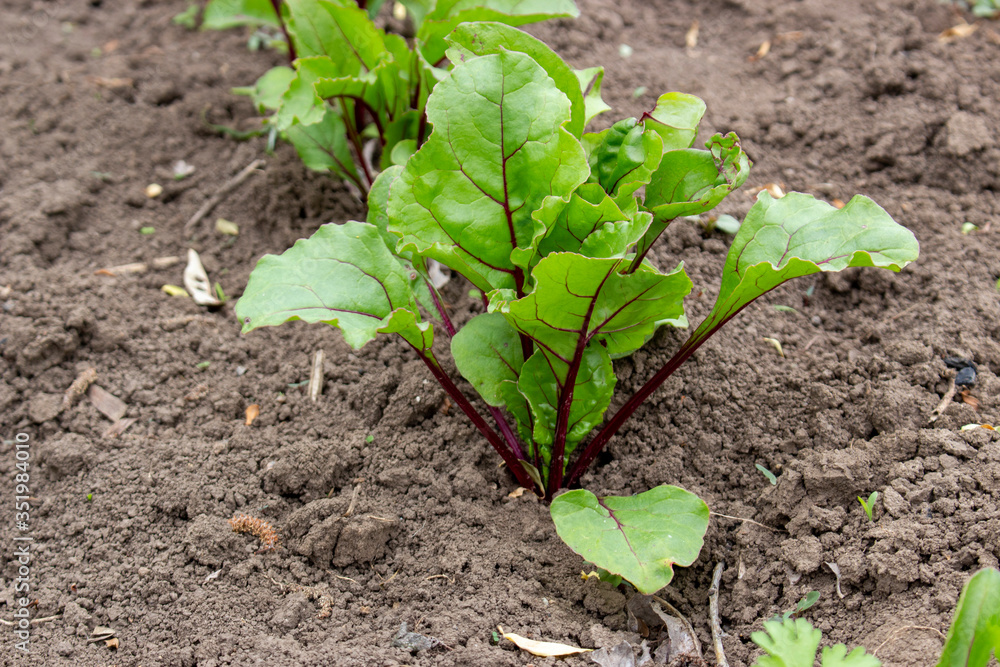 Vegetable bed with table beets, growing beets on the land. Vegetable bed with table beets, growing beets on the land.