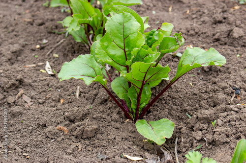 Vegetable bed with table beets, growing beets on the land.