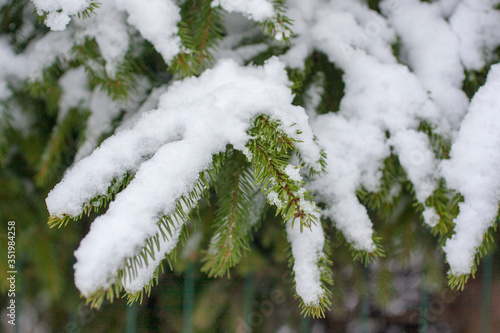 Fir tree branch covered by snow