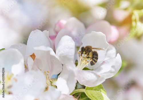 Bee picking pollen from apple tree flower. 